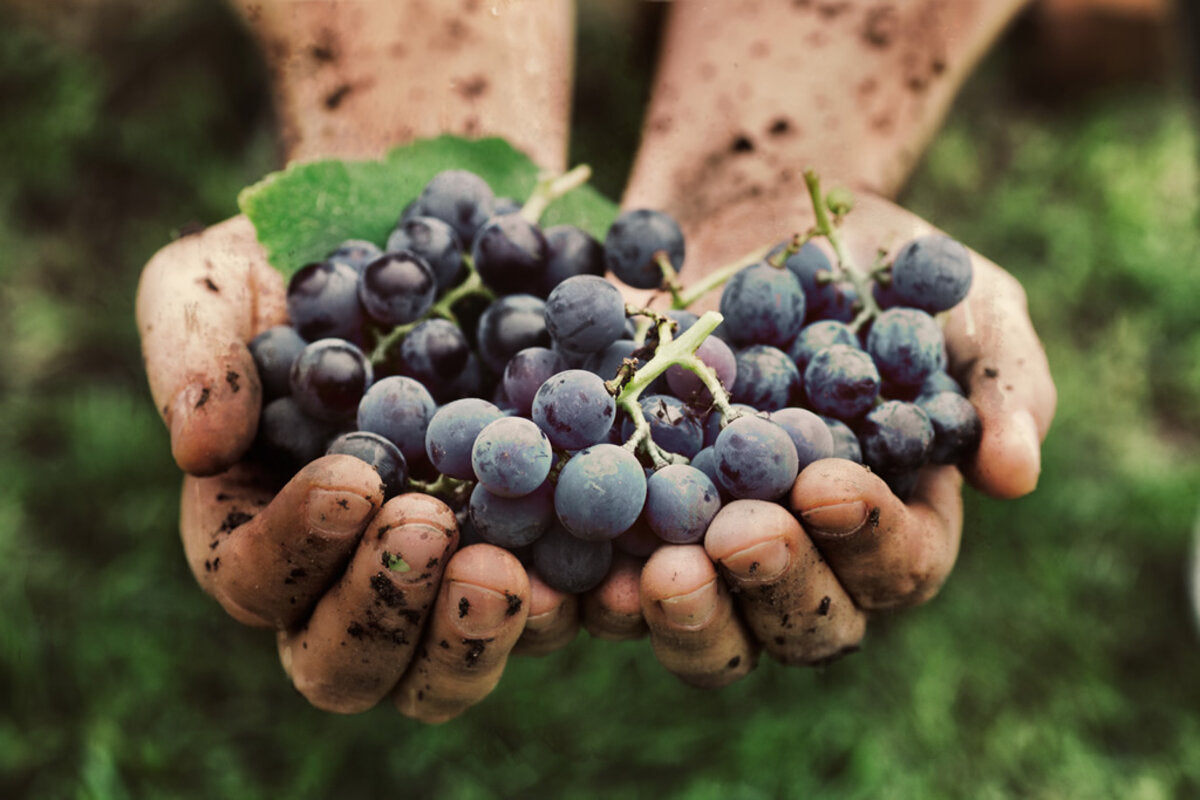 Prodotti al vino per la skincare: a cosa servono e quali provare